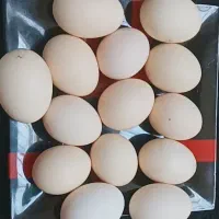 تخم مرغ محلی