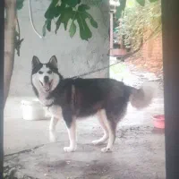 سگ هاسکی ماده چشم دورنگ