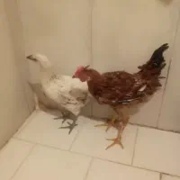 نیمچه مرغ و خروس