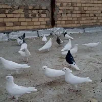 کبوتر