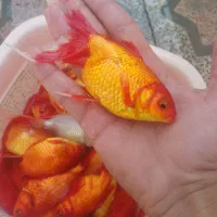 ماهی قرمز و گلدفیش و کپور و ...