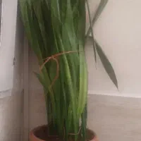 گل سانسوریا