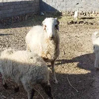 بره