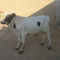 گوساله