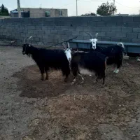 ۳راس بز شیرازی