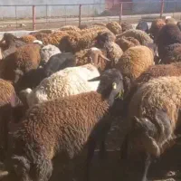 فروش بره