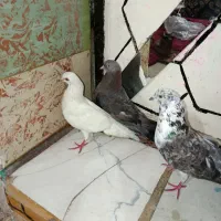 کفتر|پرنده|بندرعباس, |دیوار