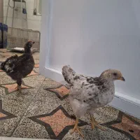 واگذاری جوجه