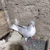 کبوتر|پرنده|مبارکه, |دیوار