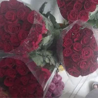 گل رز هلندی درجه یک