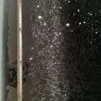 فروش بچه ماهی قزلالاه رنگین کمان  از ۱گرم