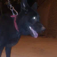 سگ ژرمن بلک نر آلفا معاوضه و فروش