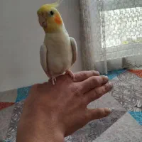 ‌‌عروس‌هلندی‌نر‌سخنگو‌دستی
