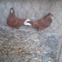 سرخ دمپاک