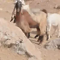 بزغاله