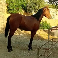 مادیان|اسب و تجهیزات اسبسواری|خمین, |دیوار