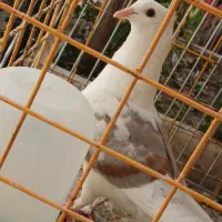 کفتر|پرنده|کاشان, عربها|دیوار