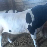 فروش گوساله نر سیمتال