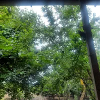 سرایداری باغ در جویبار مازندران