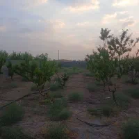 باغ ۹۰۰ متری مزرعه شهدا