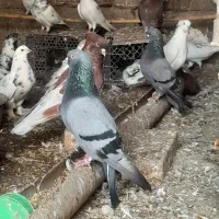 «فروش کبوترهای جوان و سالم»