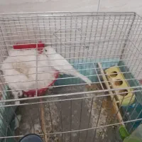 ماده قناری آماده کار داده