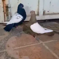 جفت کبوتر سینه ای بشرط