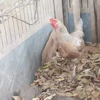 مرغ و خروس