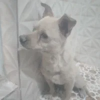 سگ پاکوتاه ۲ساله