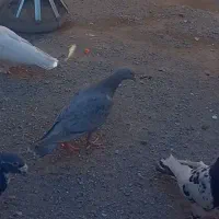 کبوتر جوانه