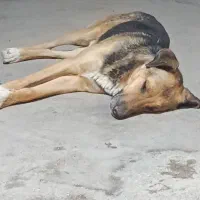 ژرمن بخاطر نداشتن جا باهوش وهیکل