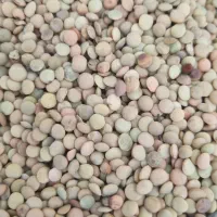 عدس متوسط محلی امسال  درجه ۱
