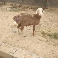 بره نر|حیوانات مزرعه|گرمخان, |دیوار