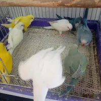راهب سرلاکی