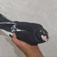 ماده پلنگ|پرنده|کرمان, |دیوار