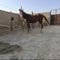 اسب اصیل عربی