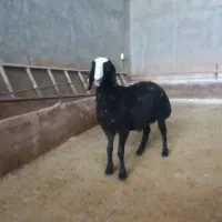یه جفت عتیقه شال