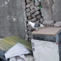 شو سیاه