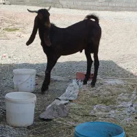 بز نر