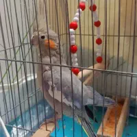 عروس هلندی