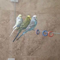 مرغ عشق انگلیسی وپروانه ای