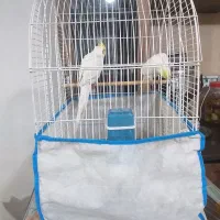 عروس هلندی نر و ماده