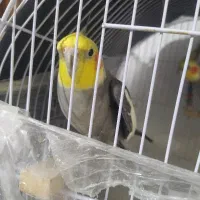 پرنده عروس هلندی