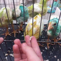 جوجه رنگی