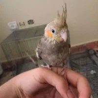 عروس هلندی فوری فروشی