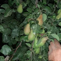شاه گلابی درجه یک،زیر قیمت میدون