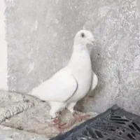 کبوتر الماسی بی خط طوق