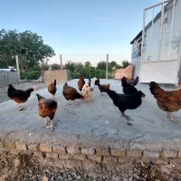 مرغ تخم گذار