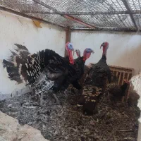فروش بقلمو