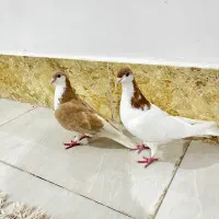 ساده و خال ماده